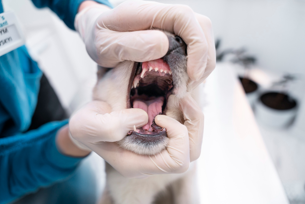 Dental Care