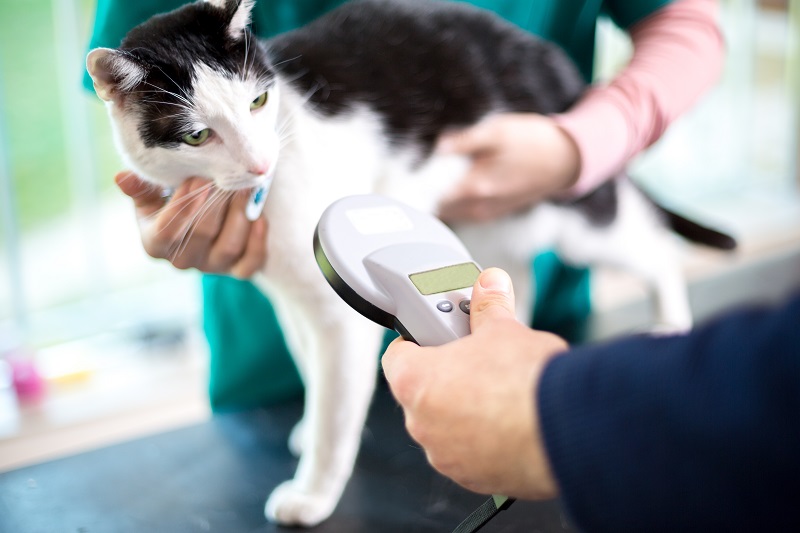 Microchipping