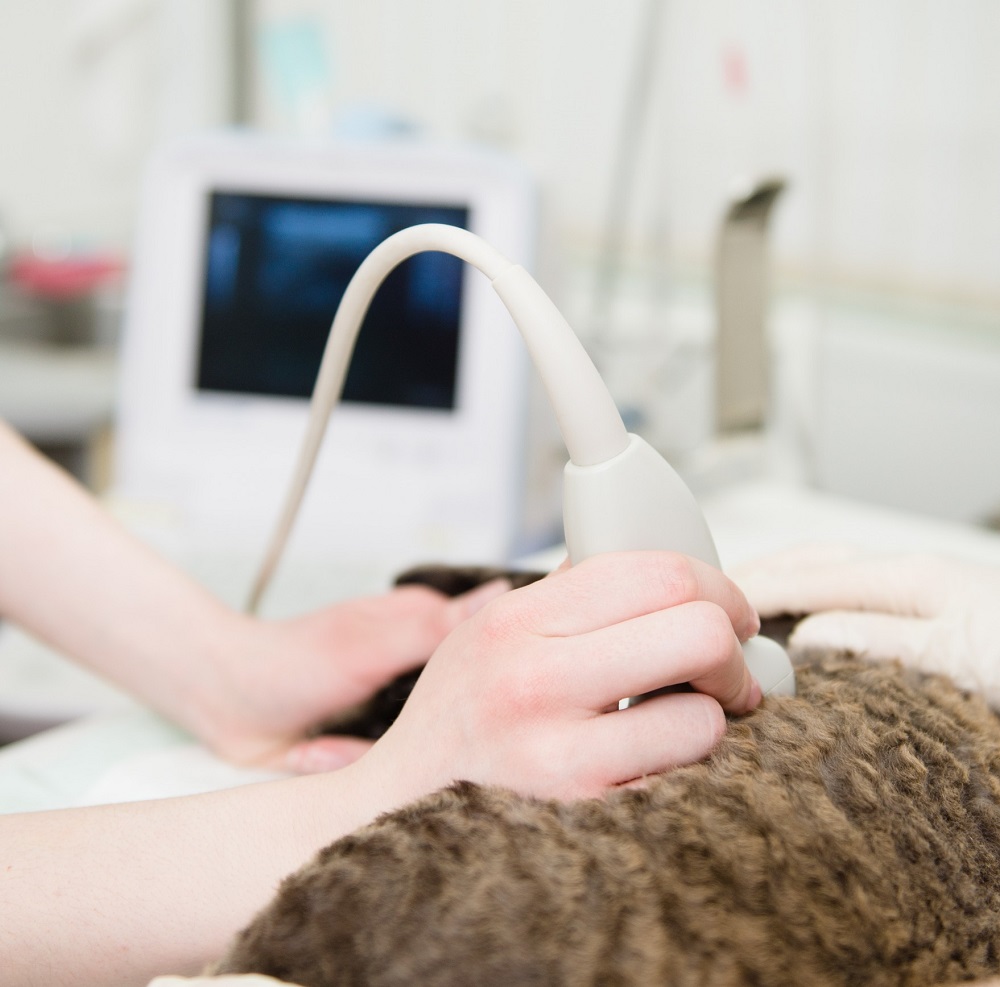 Ultrasound